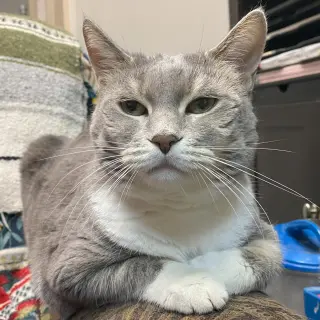 Breeze (FIV+)