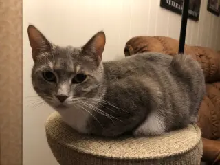 Breeze (FIV+)