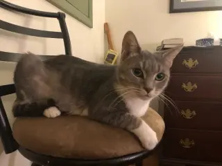 Breeze (FIV+)