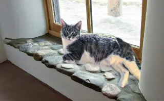 Breeze (FIV+)
