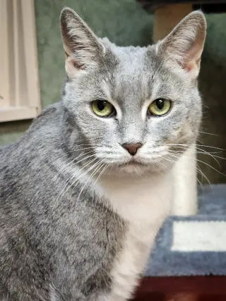 Breeze (FIV+)