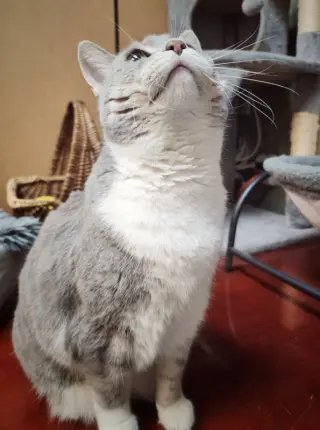 Breeze (FIV+)