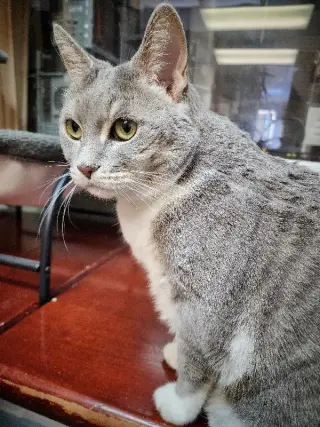 Breeze (FIV+)