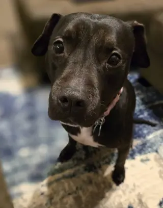 Roux B