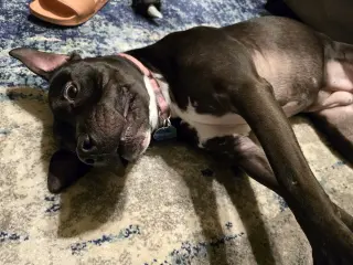 Roux B