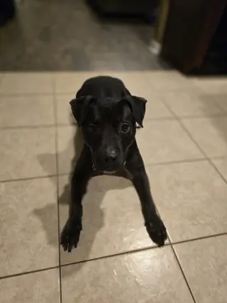 Roux B