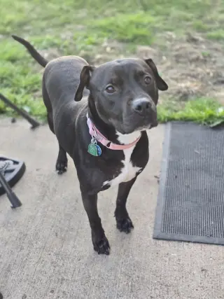 Roux B