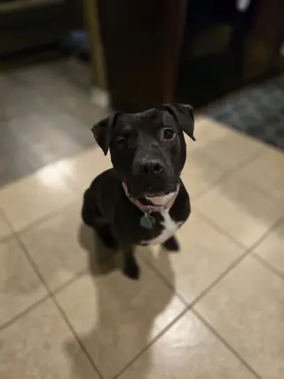 Roux B