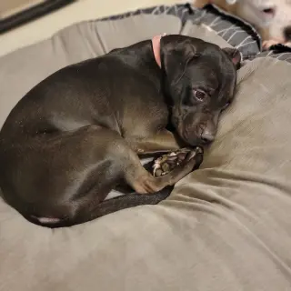 Roux B