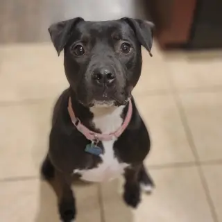 Roux B