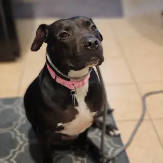 Roux B
