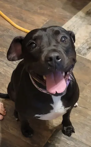Roux B