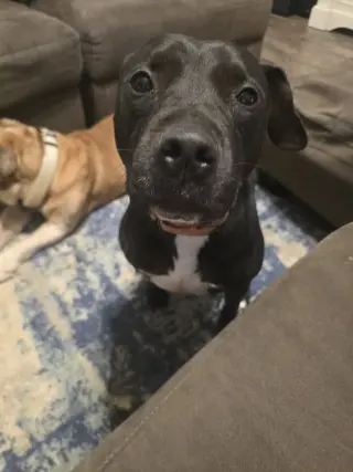 Roux B
