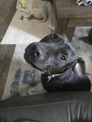 Roux B