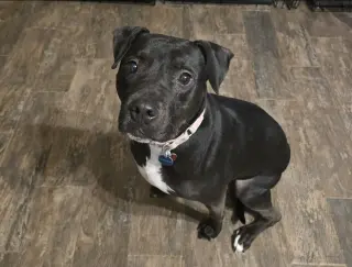 Roux B