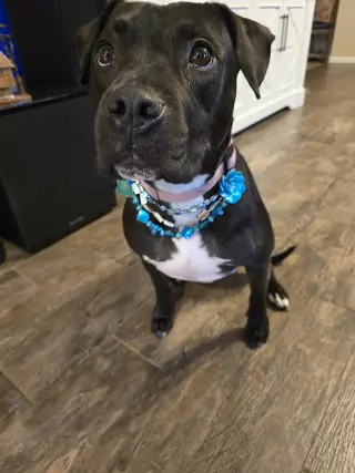Roux B