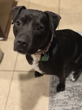 Roux B