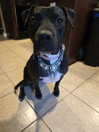 Roux B