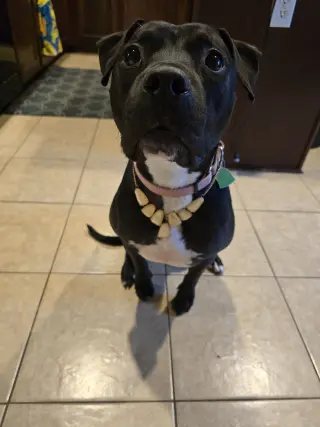 Roux B