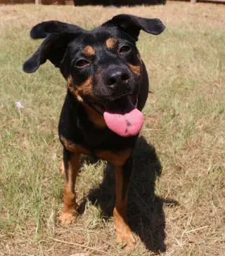 Frannie