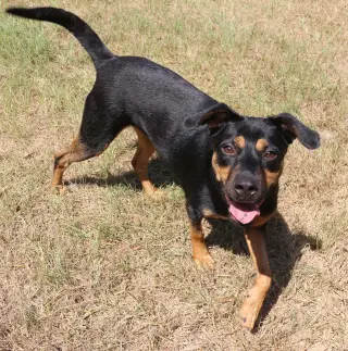 Frannie