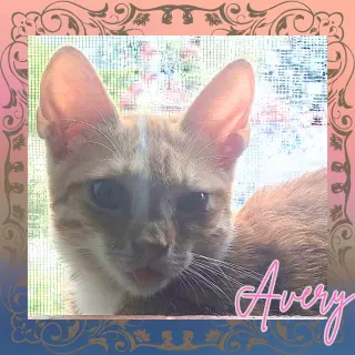 Avery (w/Ava)