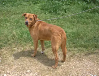 Deuce