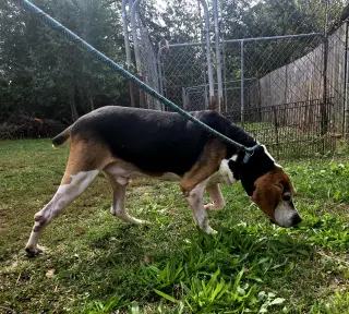 Rocko