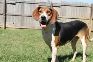 Rocko