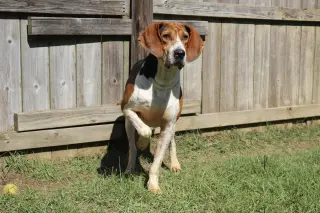 Rocko