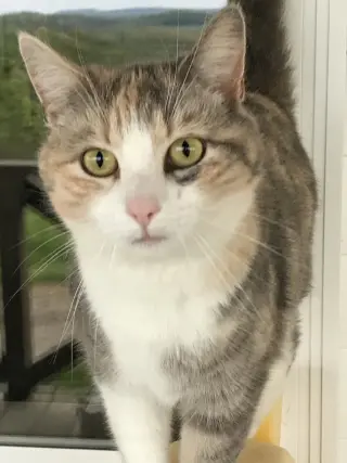 Lydia