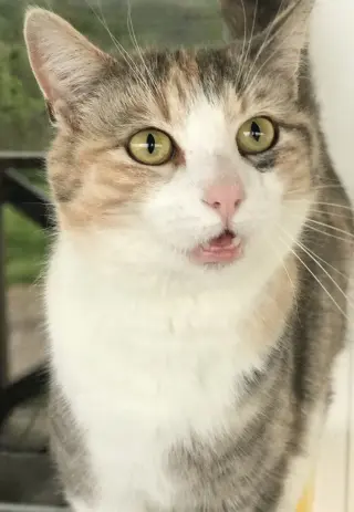 Lydia