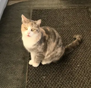 Lydia