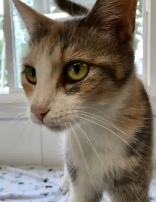 Lydia