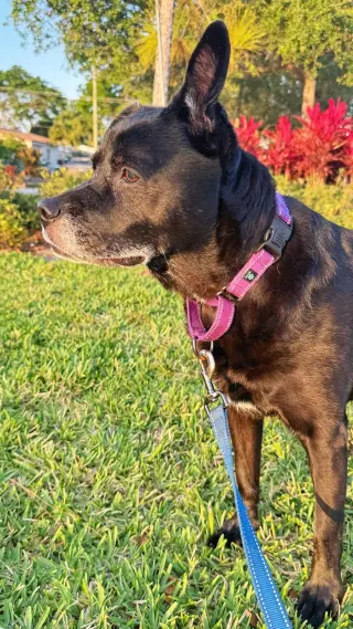 Sadie