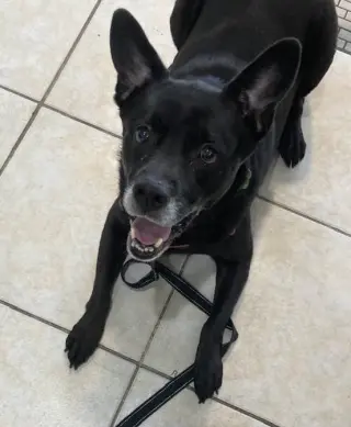 Sadie