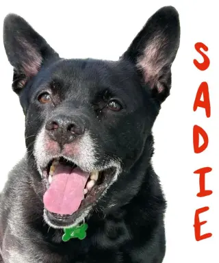 Sadie