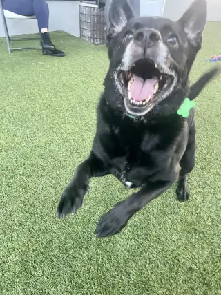 Sadie