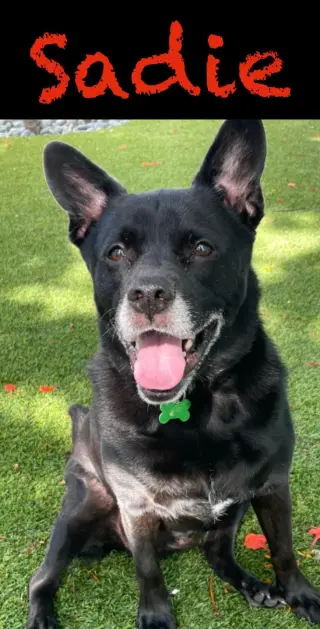 Sadie