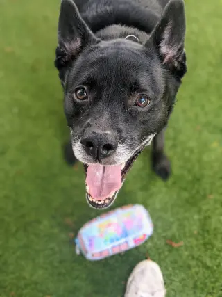 Sadie
