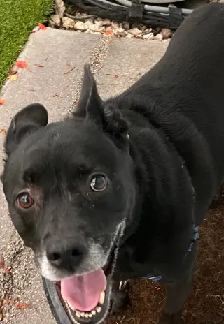 Sadie