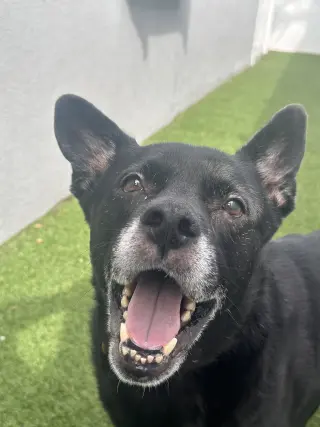 Sadie