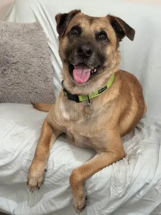 Simba Lonestar