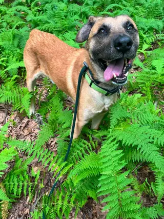 Simba Lonestar