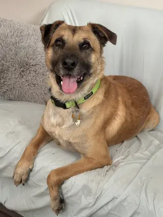 Simba Lonestar