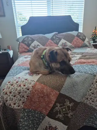 Simba Lonestar