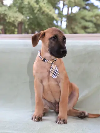 Simba Lonestar