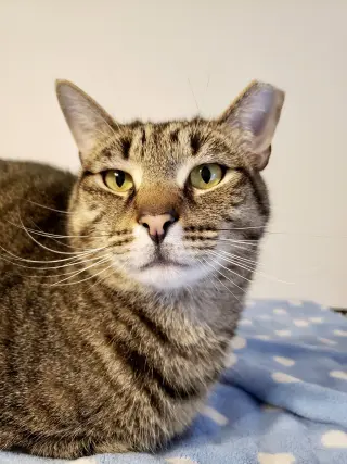 Skipper