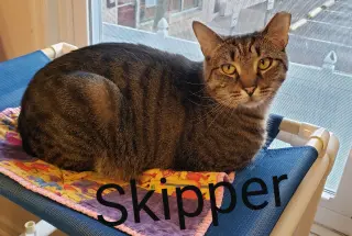Skipper