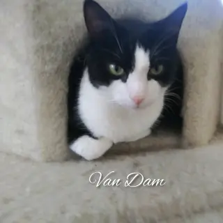 Van Dam